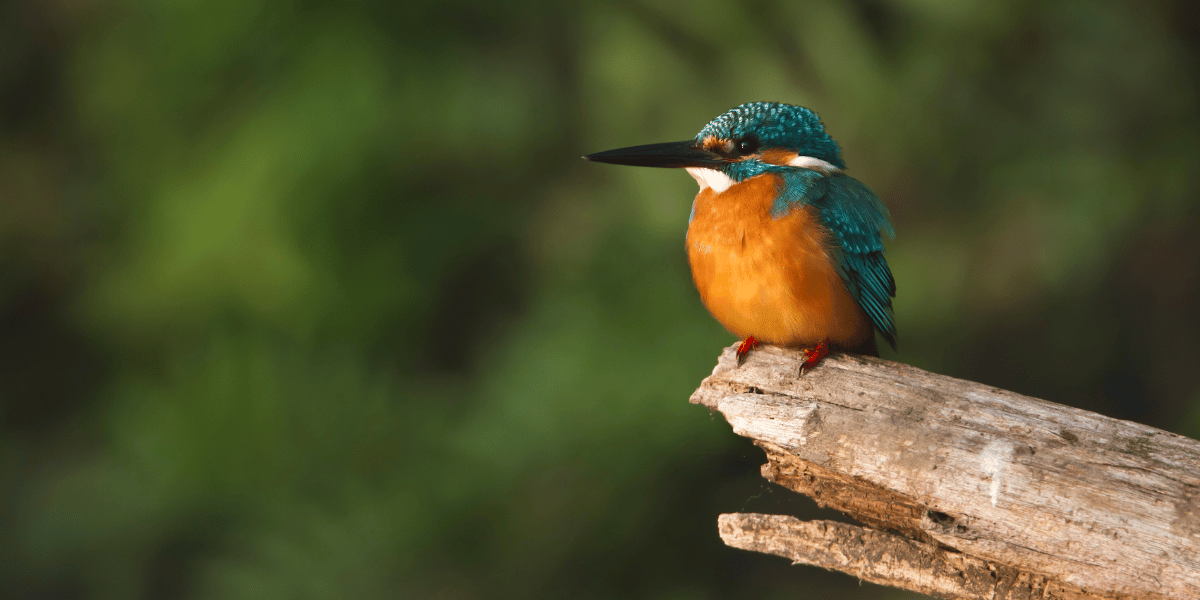 Nepal Birdwatching Tour